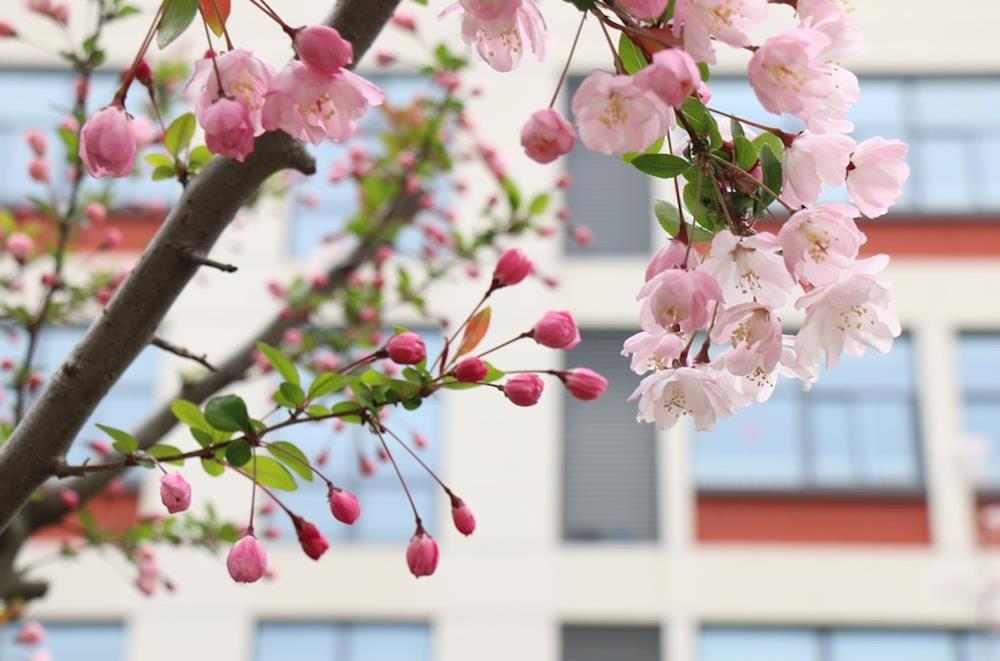 春色满园 春意盎然——校园与春天的邂逅