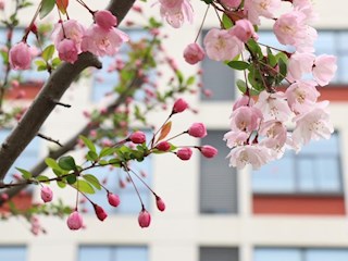 春色满园 春意盎然——校园与春天的邂逅